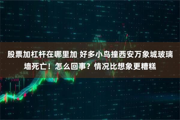 股票加杠杆在哪里加 好多小鸟撞西安万象城玻璃墙死亡！怎么回事？情况比想象更糟糕